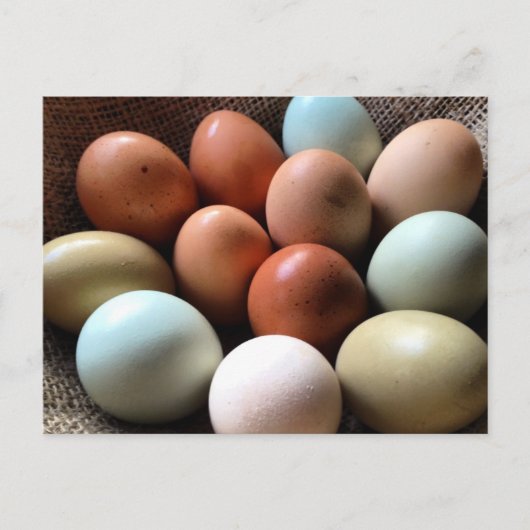 Carte Postale Oeufs de toutes les Shades (Devant)