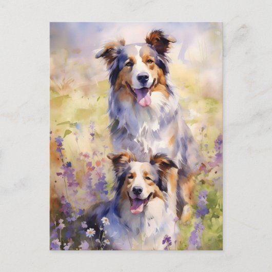 Carte Postale OEuvre colorée d'aquarelle Australian Shepherd (Devant)