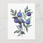 Carte Postale Oeuvre d'aquarelle aux fruits bleus (Devant)
