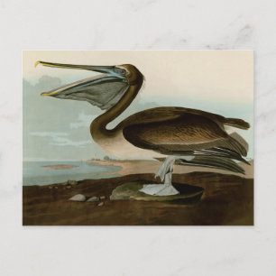 Carte Postale Œuvre d'art de Pélican Brun de John James Audubon