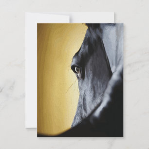 Carte Postale Œuvre d'art Gros Plan de l'Œil de Cheval Majestueu