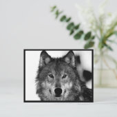 Carte Postale Œuvre d'art Loup Noir & Blanc (Debout devant)