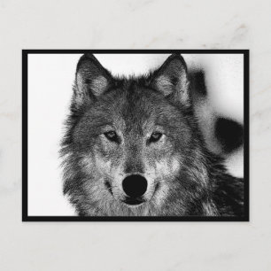 Carte Postale Œuvre d'art Loup Noir & Blanc