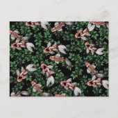 Carte Postale Oeuvre de Koi Pond Fish (Devant)
