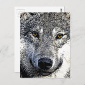 Carte Postale OEuvre Wolf Eyes (Devant / Derrière)