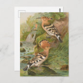 Carte Postale Oeuvres d'Upupa par Johann Friedrich Naumann (Devant / Derrière)