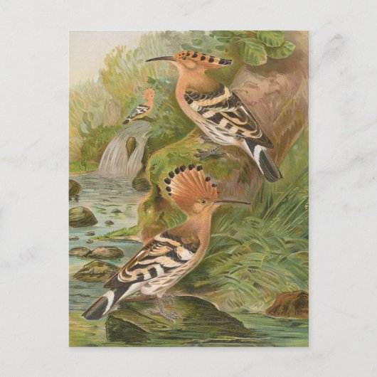 Carte Postale Oeuvres d'Upupa par Johann Friedrich Naumann (Devant)