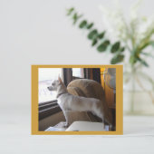 Carte postale Office Chihuahua (Debout devant)