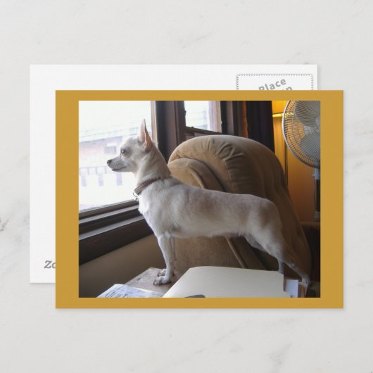 Carte postale Office Chihuahua (Devant / Derrière)