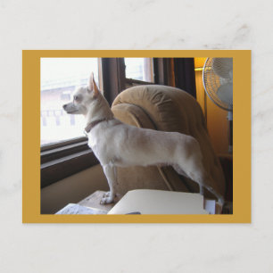 Carte postale Office Chihuahua