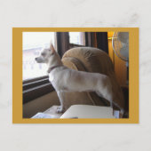 Carte postale Office Chihuahua (Devant)