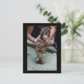Carte Postale OFI Orangutan Orphan Secourt bébé Jackat (Debout devant)