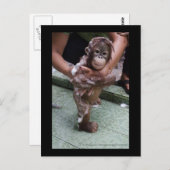 Carte Postale OFI Orangutan Orphan Secourt bébé Jackat (Devant / Derrière)