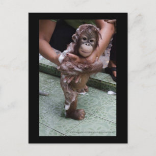 Carte Postale OFI Orangutan Orphan Secourt bébé Jackat