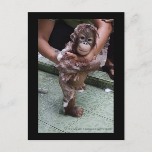 Carte Postale OFI Orangutan Orphan Secourt bébé Jackat (Devant)