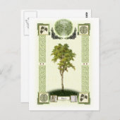 Carte Postale Ogham Birch (Devant / Derrière)