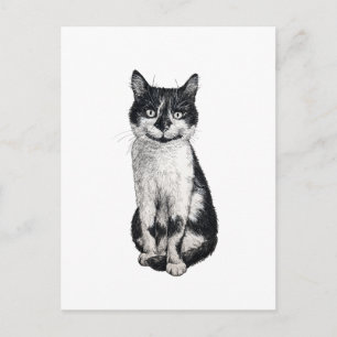 Carte Postale Ogie le chat