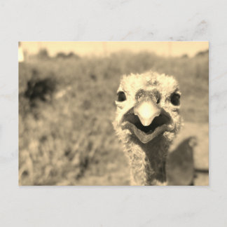 Carte Postale Oh... Bonjour ! -Carte postale