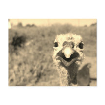 Oh... Bonjour ! -Carte postale