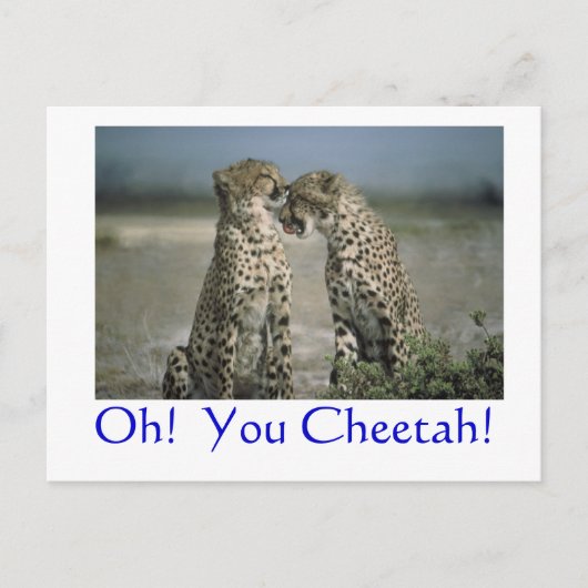 Carte Postale Oh! Cheetah ! (Devant)