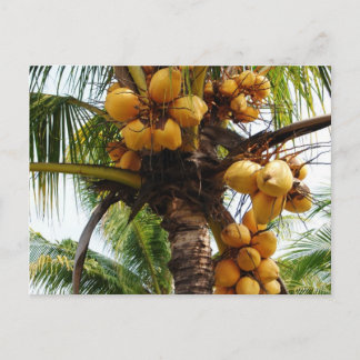 Carte Postale Oh Coconuts