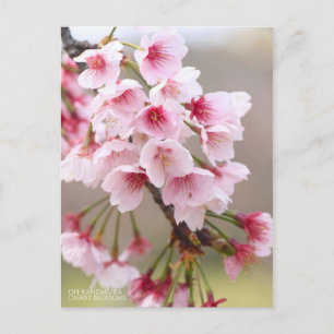 Carte Postale Oh-kanzakura : Fleurs de cerises [Carte postale]