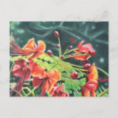 Carte Postale Ohai Alii (Devant)