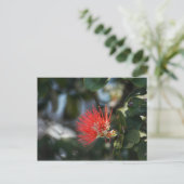 Carte Postale Ohia Lehua Blossom (Debout devant)