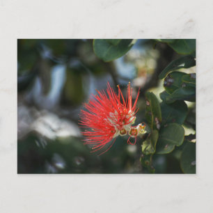 Carte Postale Ohia Lehua Blossom