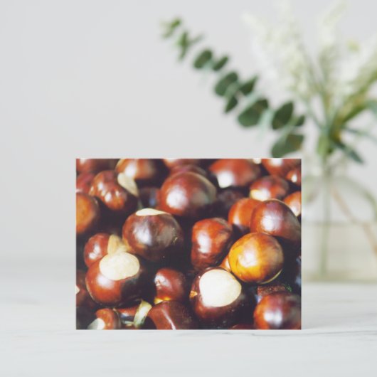 Carte Postale Ohio Buckeyes (Debout devant)