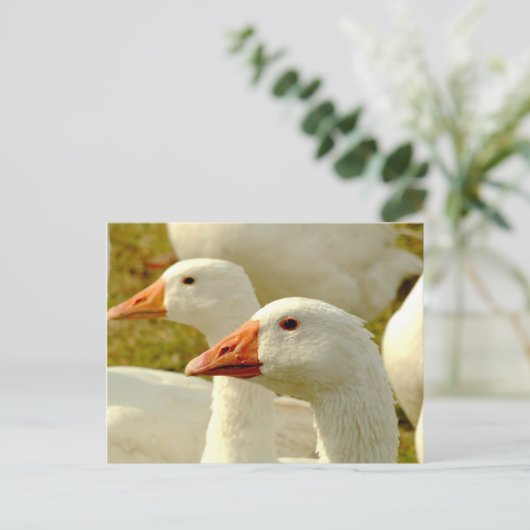 Carte Postale oie (Debout devant)