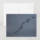 Carte Postale Oie (Devant / Derrière)