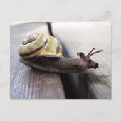 Carte Postale Oie (Devant)