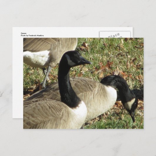 Carte Postale Oie (Devant / Derrière)