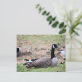 Carte Postale Oie (Debout devant)