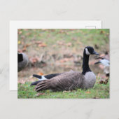 Carte Postale Oie (Devant / Derrière)