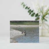 Carte Postale Oie (Debout devant)