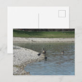 Carte Postale Oie (Devant / Derrière)