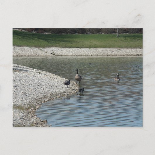 Carte Postale Oie (Devant)