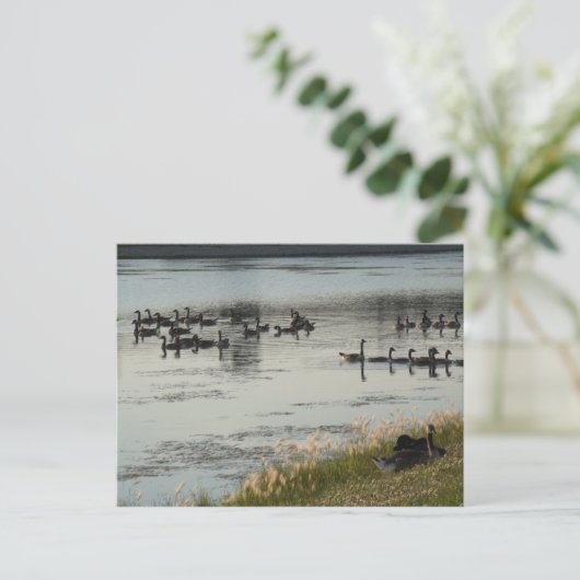 Carte Postale Oie (Debout devant)