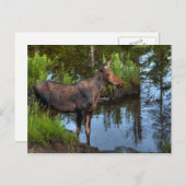 Carte Postale Oie (Devant / Derrière)