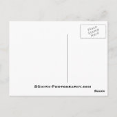 Carte Postale Oie (Dos)