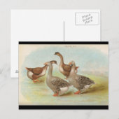 Carte Postale Oie (Devant / Derrière)