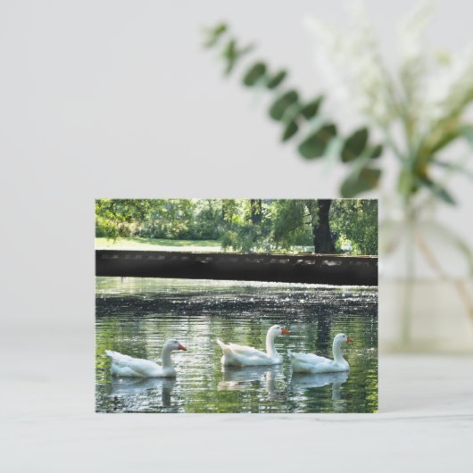 Carte Postale Oie (Debout devant)