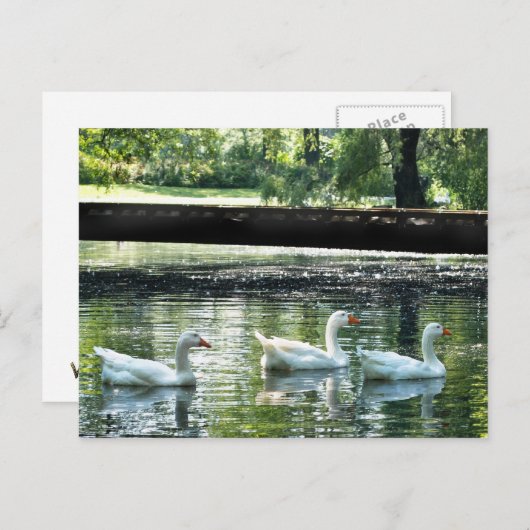 Carte Postale Oie (Devant / Derrière)