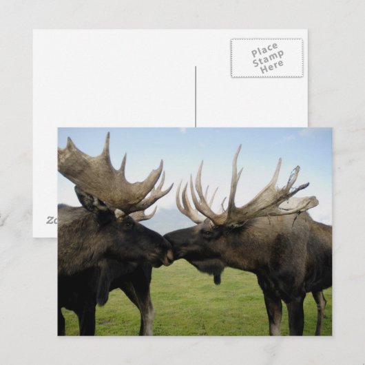 Carte Postale Oie (Devant / Derrière)