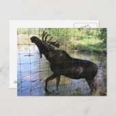 Carte Postale Oie (Devant / Derrière)