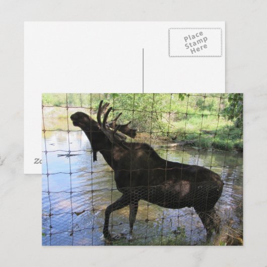 Carte Postale Oie (Devant / Derrière)