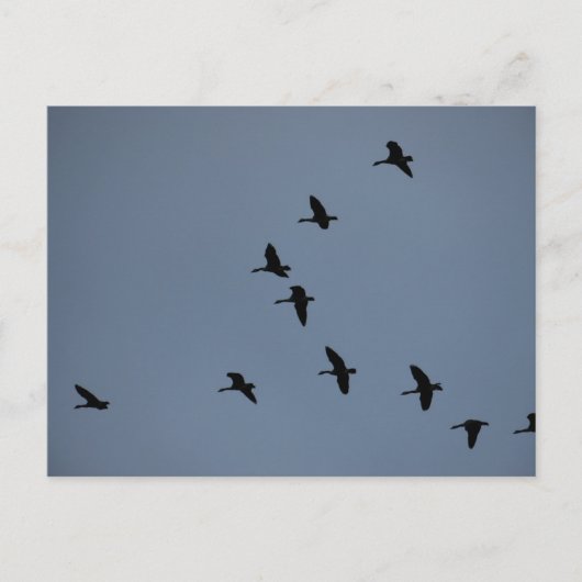 Carte Postale Oie (Devant)