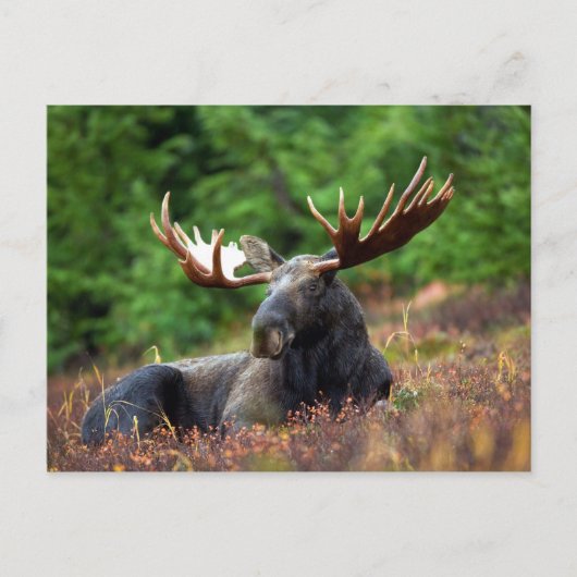 Carte Postale Oie (Devant)